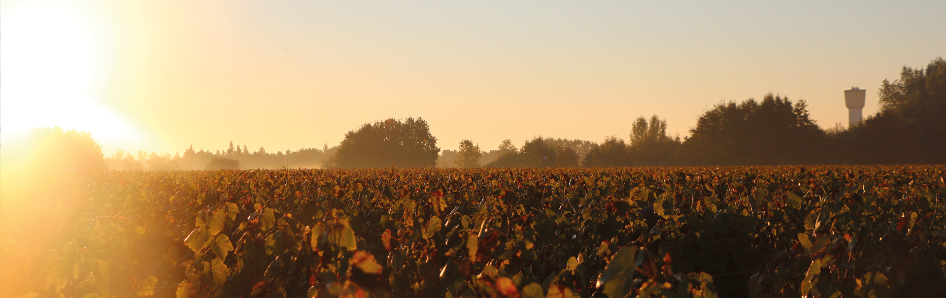 Le Terroir